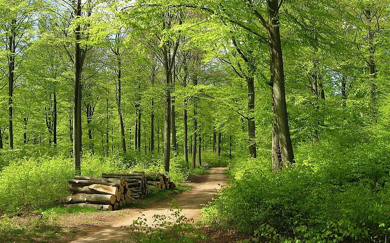 Forest Path, path, summer, forest, trees, HD wallpaper | Peakpx