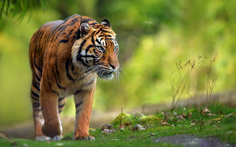 tiger, wildlife, predators, hunting, HD wallpaper