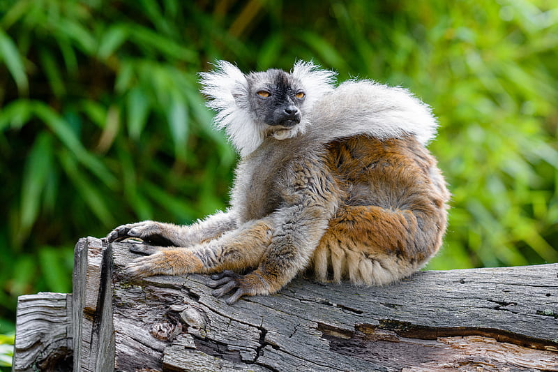 lemur, glance, funny, animal, wildlife, HD wallpaper