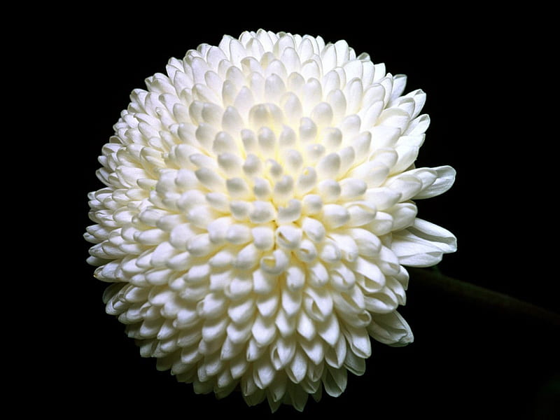 White chrysanthemum, flower, nature, white, chrysanthemum, HD wallpaper