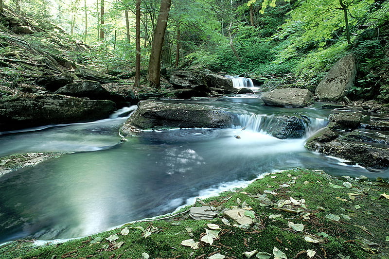 Summer Stream., forest, stream, tree, rock, summer, waterfall, river ...