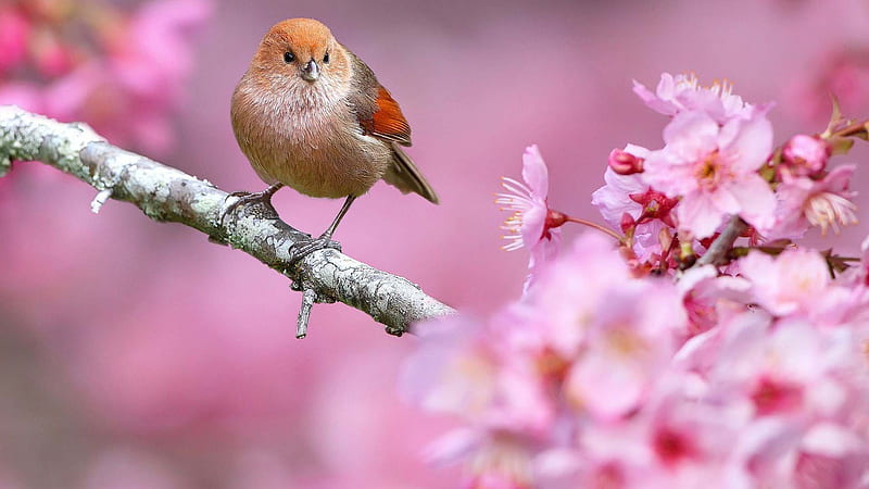 cute small orange and brown bird is perching on tree branch in blur pink background animals, HD wallpaper