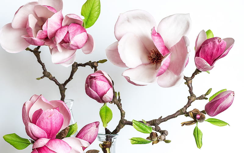 Magnolia, pink flowers, pink magnolia, spring flowers, background with magnolia, HD wallpaper