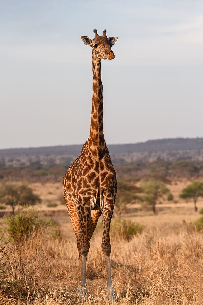 giraffe, animal, savanna, wildlife, HD phone wallpaper giraffe, animal, savanna, wildlife, HD phone wallpaper