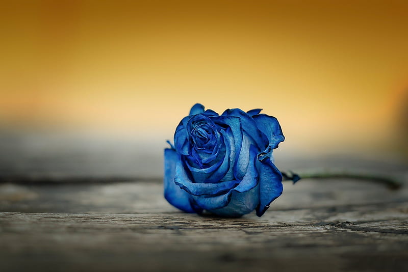 Blue Rose, art, blossom, digital, flower, petals, HD wallpaper