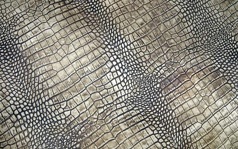 Crocodile skin, skin, crocodile, macro, texture, HD wallpaper