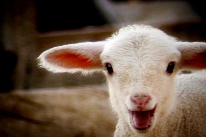 Baaaa, White, Lamb, Sheep, Animals, HD wallpaper