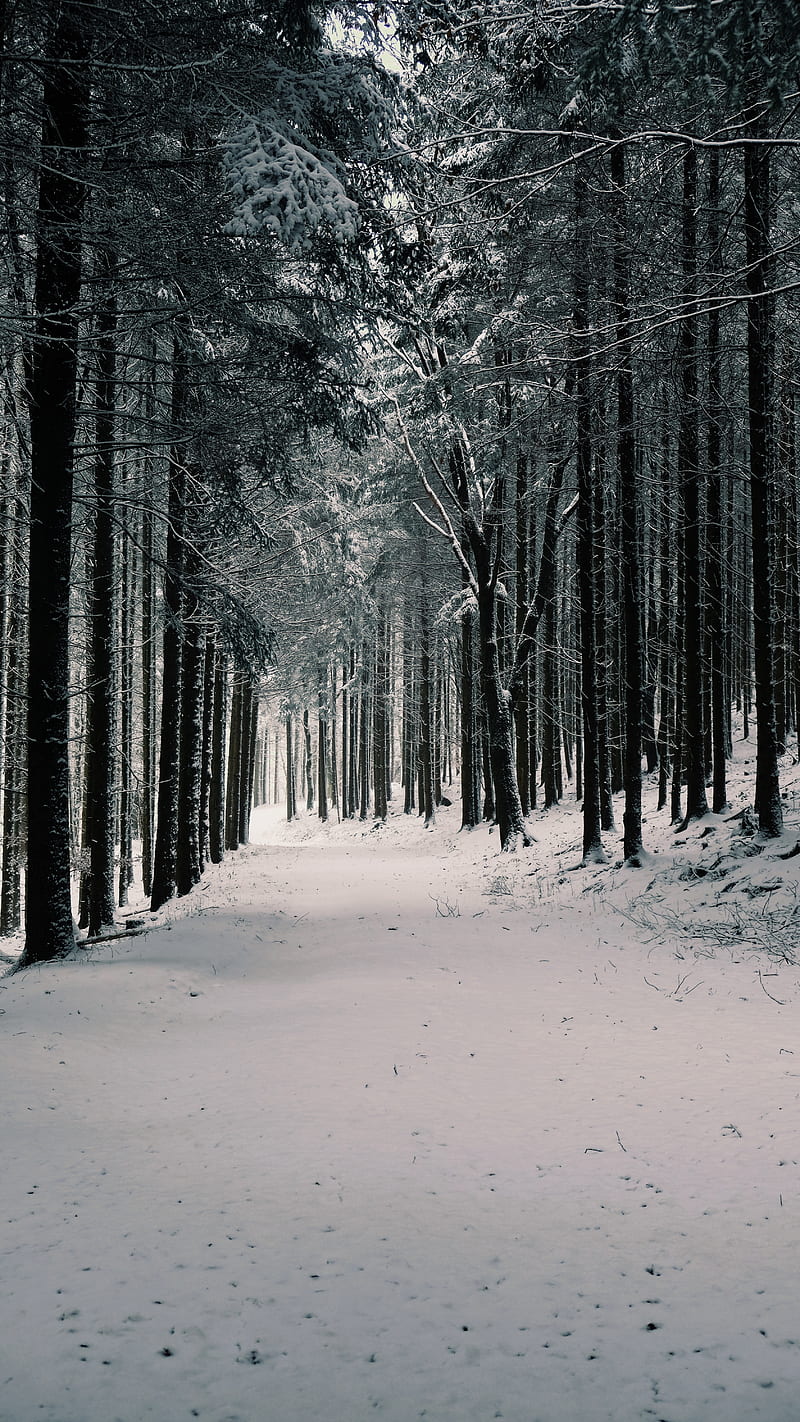 winter, forest, snow, path, trees, Nature, HD phone wallpaper