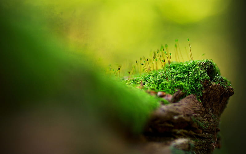 moss-Macro graphy Series, HD wallpaper