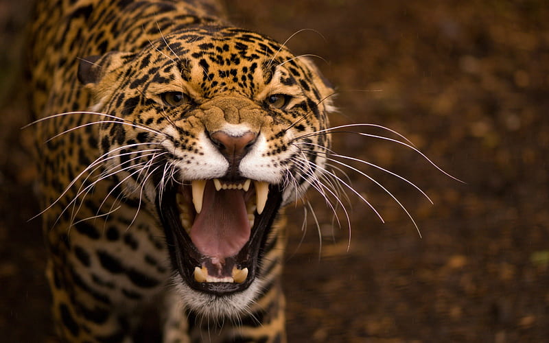 Jaguar, salvage, furious, wild, HD wallpaper