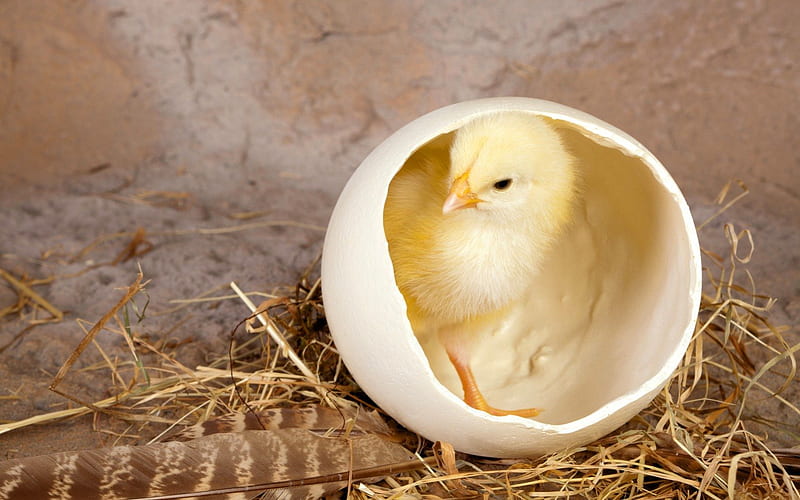 Surprise! Happy Easter!, chicken, yellow, easter, sweet, cute, egg, bird, feather, funny, white, surprise, HD wallpaper