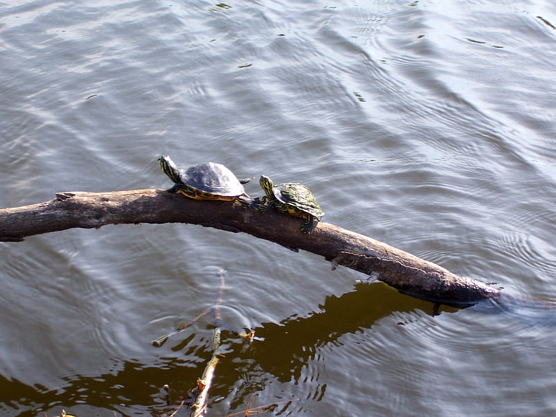 Turtles taking a sunbath, tartaruga, turtle, HD wallpaper