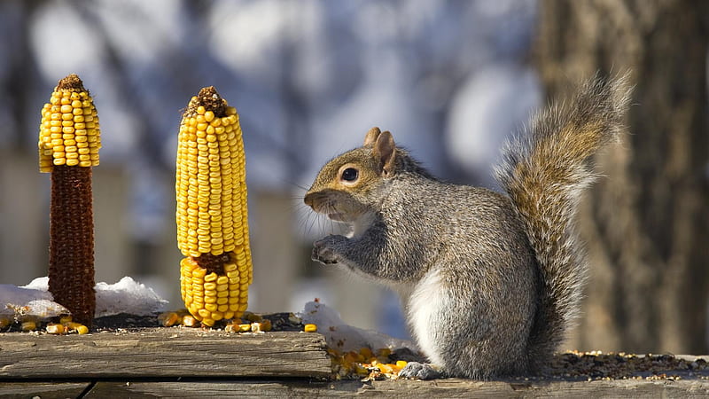 Squirrel, corn, veverita, yellow, animal, HD wallpaper