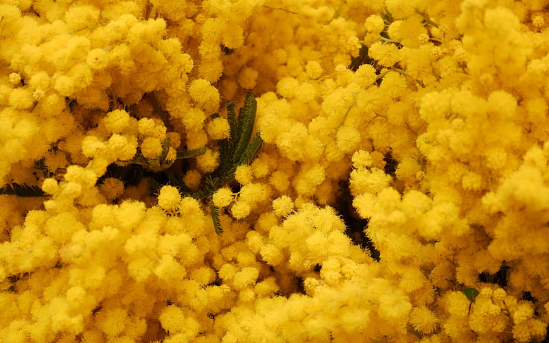 mimosa, yellow floral background, spring flowers, yellow flowers, background with mimosa, HD wallpaper