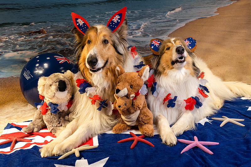 Dogs, Dog, Australia Day, HD wallpaper