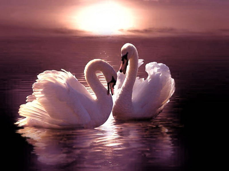 Sunset, birds, swans, pair, HD wallpaper