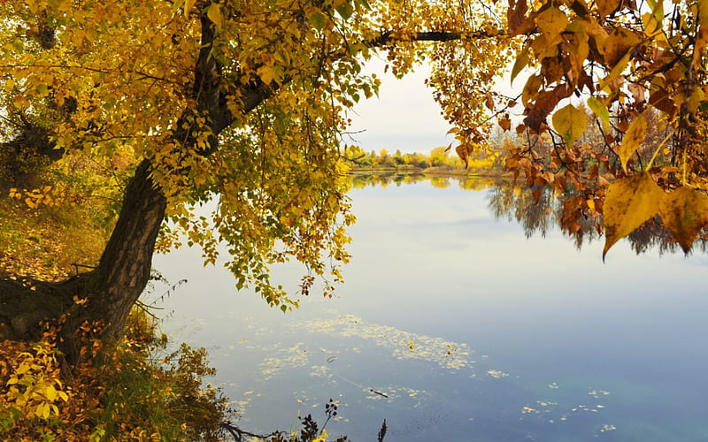 Autumn ***, tree, autumn, nature, lake, HD wallpaper | Peakpx