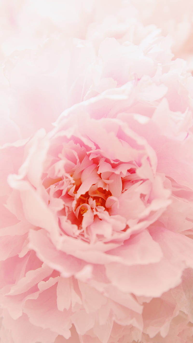 My Little Peony, beauty, bloom, flower nature, peony pink, soft, HD phone wallpaper