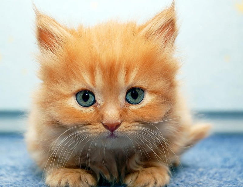 Blue Eyes Kitten Cute Orange Ginger Cat Kitten Blue Eyes Animal Sweet Hd Wallpaper Peakpx
