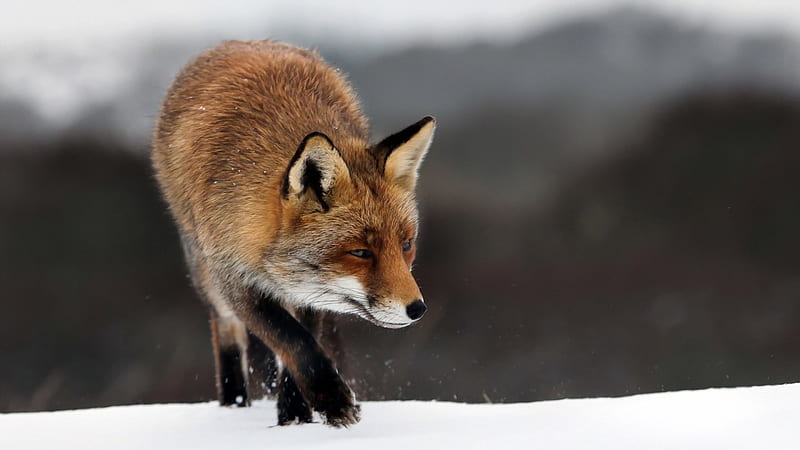 Fox in the snow, winter, sweet, cute, predators, fox, snow, wild, wildlife,  nature, HD wallpaper | Peakpx