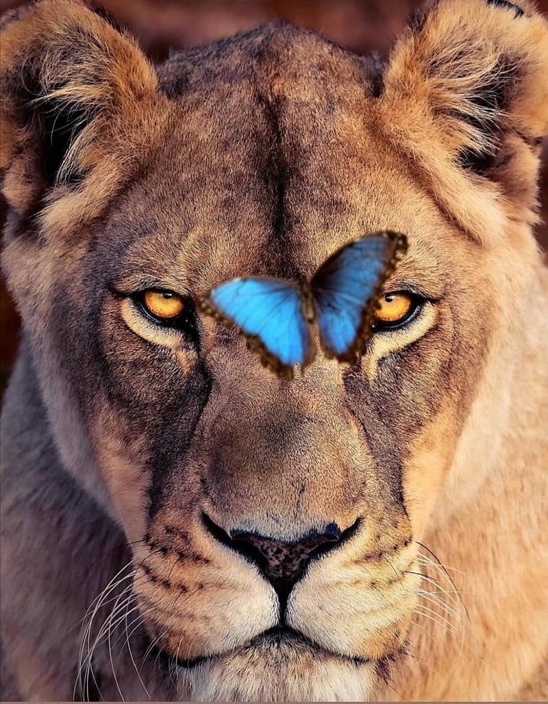 León, animal, mariposa, leones, natural, Fondo de pantalla de teléfono HD |  Peakpx
