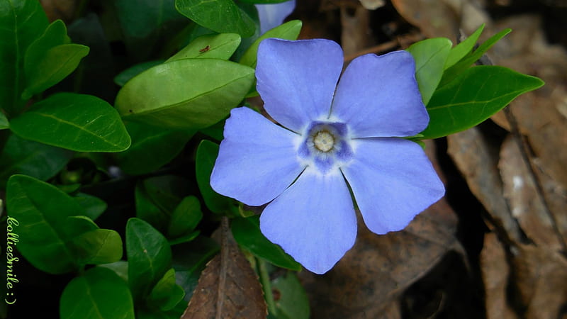 A Little Violet Blue Flower, leaves, periwinkles, green, sing1e bloom, periwinkle, flower, flowers, b1oom, violet blue, HD wallpaper