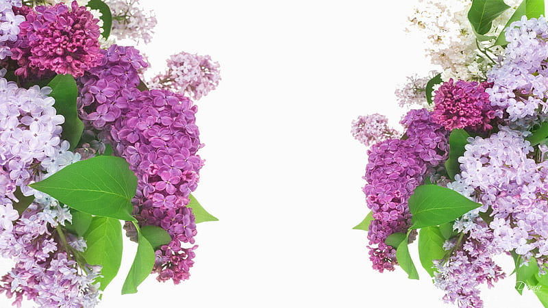 Lilacs so Lovely, lilac, purple, flowers, firefox persona, spring, lavender, white, mothers day, HD wallpaper
