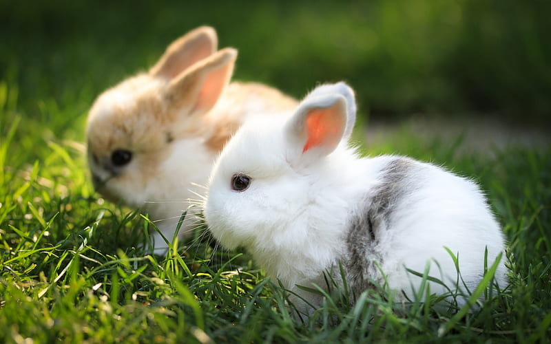 Cute Bunnies, cute, bunny, animals, HD wallpaper