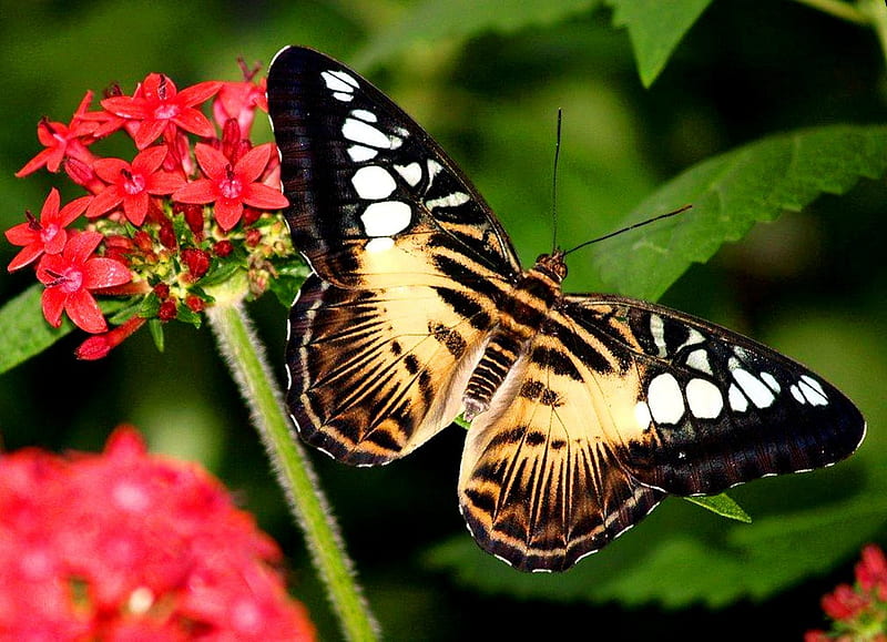 Tiger butterfly, wings, antennae, flower, abdomen, thorax, HD wallpaper