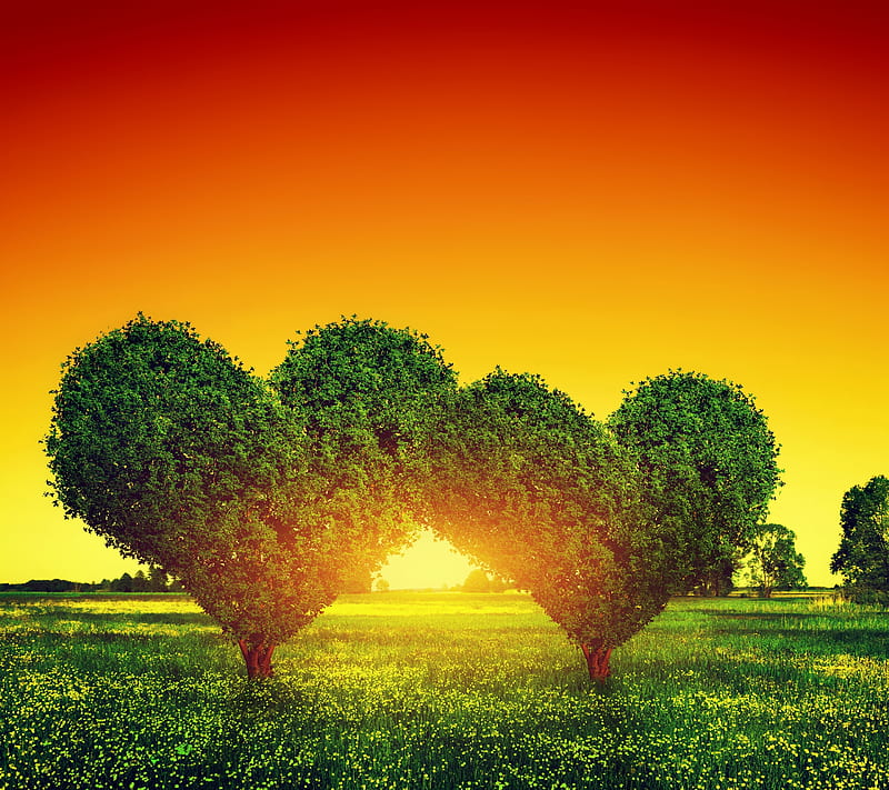 Love Tree, heart, leaf, leaves, love, plant, tree, HD wallpaper