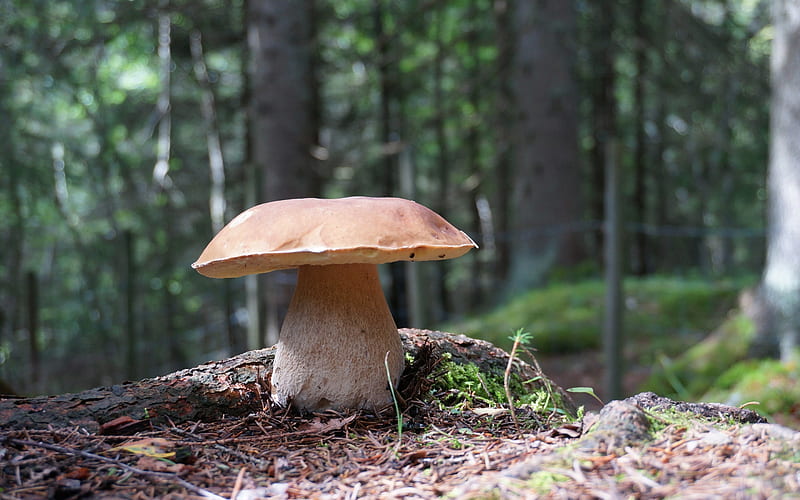 Mushroom, forest, boletus, nature, HD wallpaper
