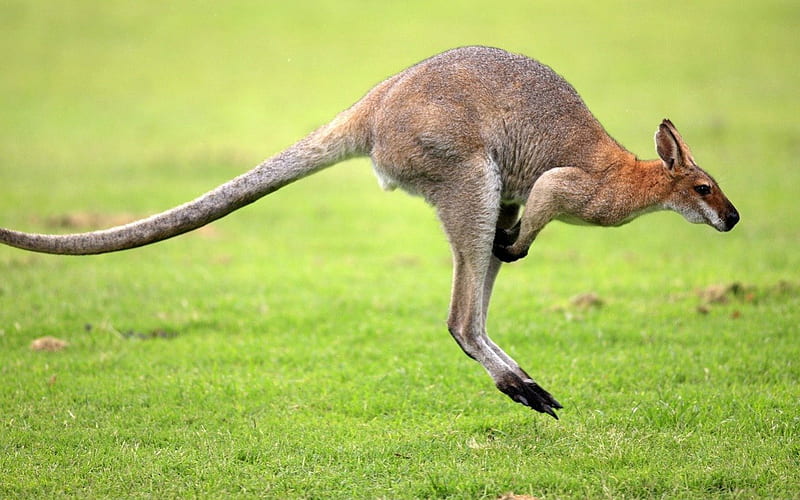 KANGAROO 2, australia, bounce, kangaroo, tail, HD wallpaper