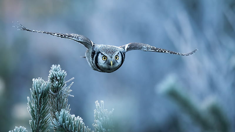 White Black Owl Yellow Eyes Is Flying In Blur Background Owl, HD wallpaper