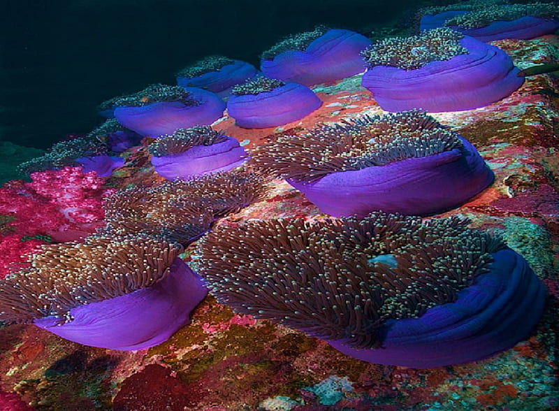 Sea Life 15, reef, fish, ocean, coral, anemone, HD wallpaper