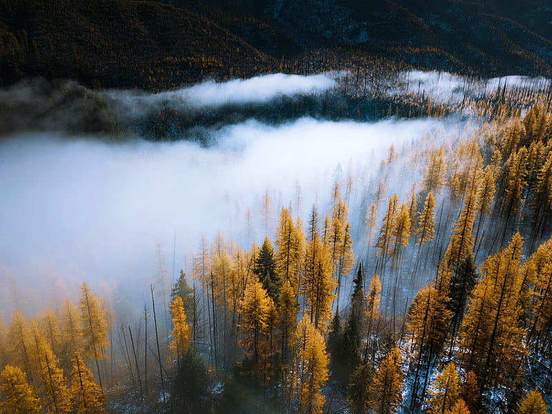 Creeping fog amongst larches in Montana, fall, colors, trees, mist, HD wallpaper