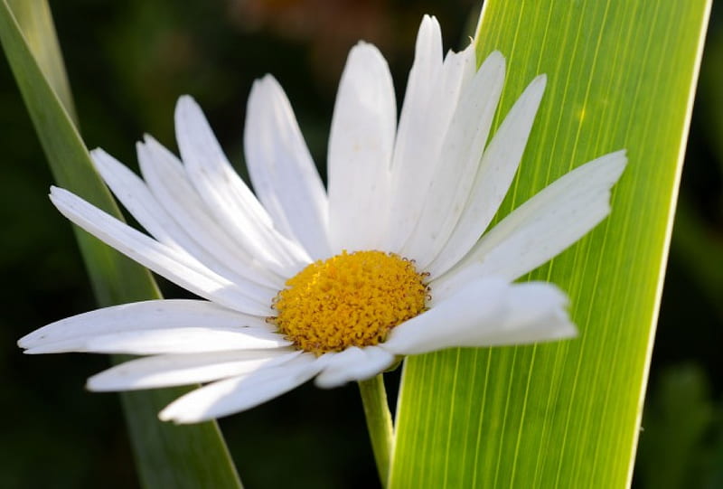 Shine Through, plant, flower, nature, white, daisy, HD wallpaper