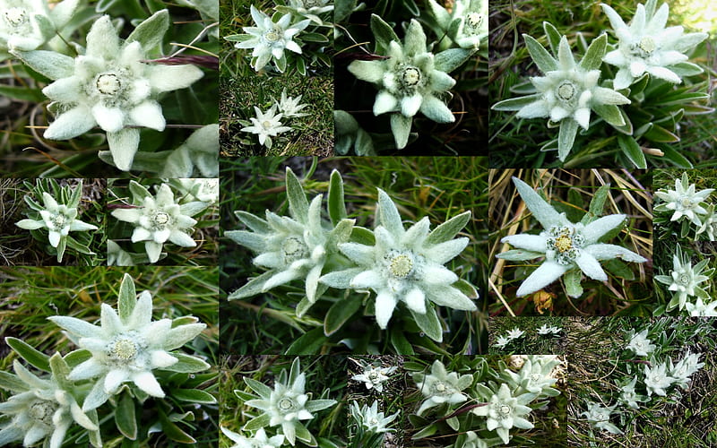 Edelweiss of the Alps, grass, zen, mountain, nice, flowers, beauty, , collage, alps, forces of nature, edelweiss, cool, snow, france, mountains, bonneval, awesome, great, white, colorful, dreamy, vanoise, bonito, graphy, wild, calming, color, hot, gorgeous, tranquility, amazing, romantic, spring, peace, flower, peaceful, savoie, nature, collages, HD wallpaper
