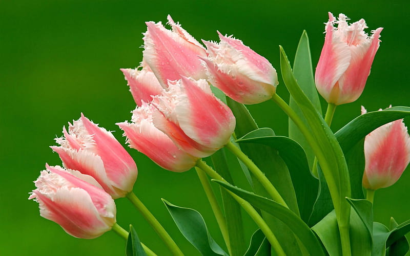 Tulips-Flowers, HD wallpaper | Peakpx