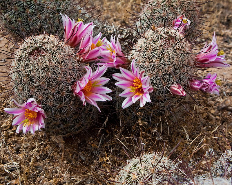 Desert beauty, desert, flowers, nature, cactus, pink, asclepias tuberosa, HD wallpaper