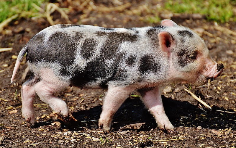 piglet farm, small pig, Dalmatian pig, funny animals, pigs, pets, piglets, HD wallpaper