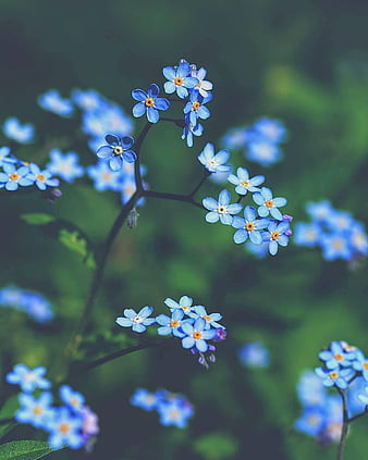 Iphone blue flower HD wallpapers  Pxfuel