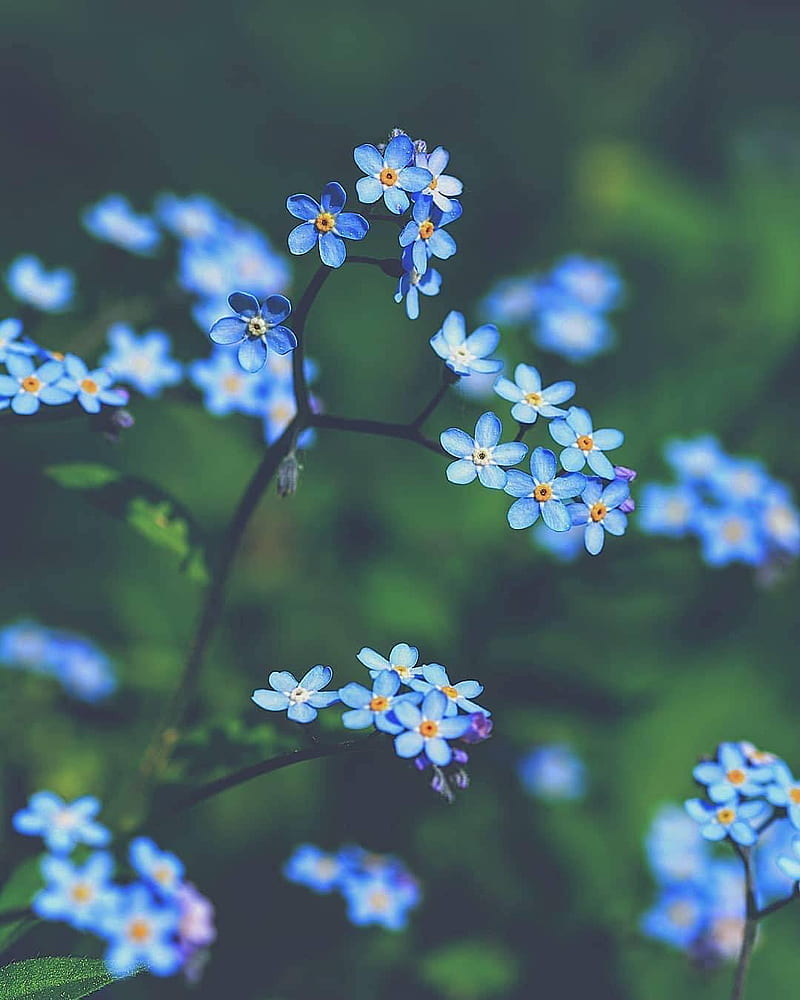 Blue flowers, cute, pretty, love, nature, flower, HD phone wallpaper