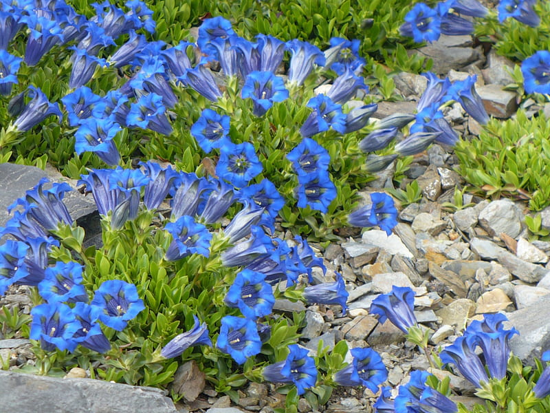 blue gentianas, gentian, spring gentian, gentiana, flowers, bell, bells, bluebells, blue, HD wallpaper