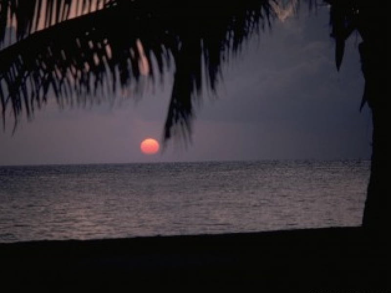 setting sun, beach, sun, tropical, set, palms, HD wallpaper
