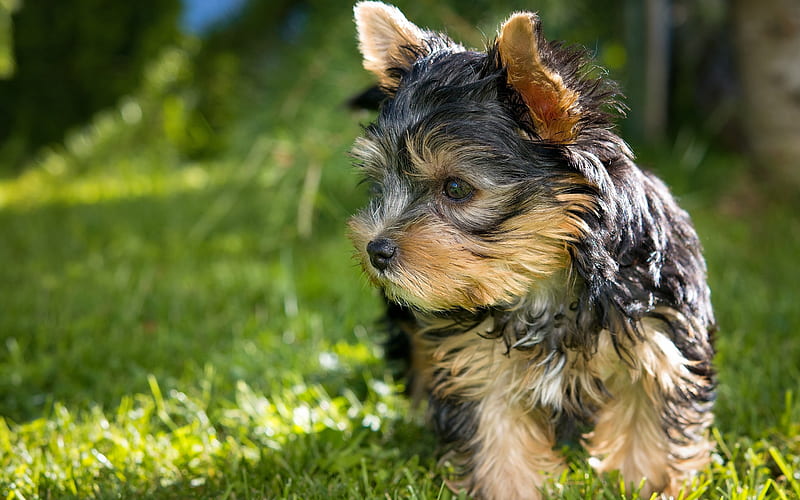 Yorkshire Terrier, green grass, Yorkie, close-up, cute dog, cute animals, pets, dogs, Yorkshire Terrier Dog, HD wallpaper