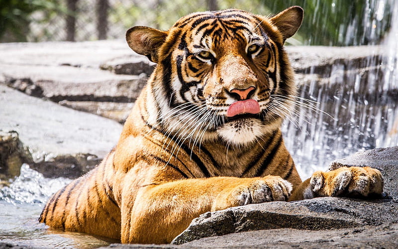 zoo, tiger, stones, predators, HD wallpaper