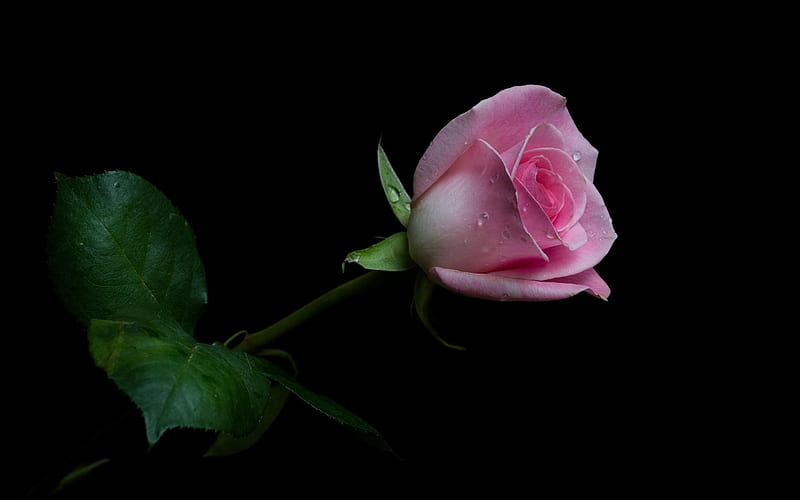 Thiên nhiên luôn mang đến những điều bất ngờ và độc đáo. Hình ảnh hoa hồng màu hồng trên nền đen chính là một trong số đó. Sự kết hợp giữa màu hồng tươi sáng và nền đen lịch lãm tạo nên một vẻ đẹp khó cưỡng. Hãy thưởng thức hình ảnh này và cảm nhận nguồn cảm hứng tuyệt vời từ thiên nhiên.