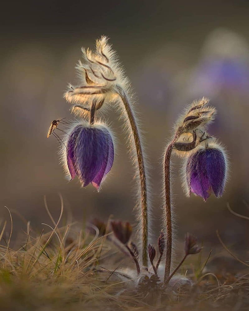 Colour full Flower, best, colour full, flower, flowers