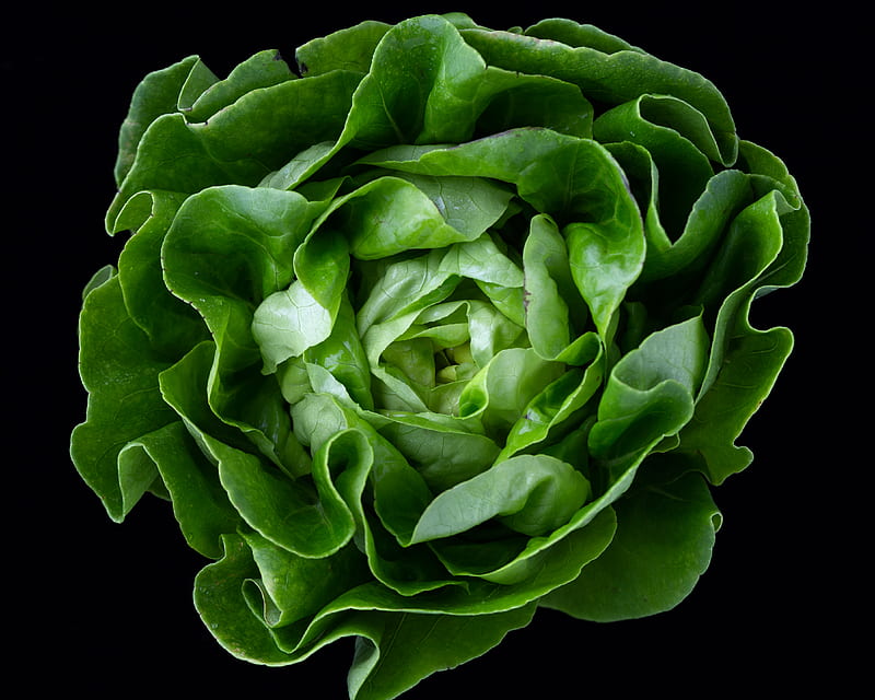 green cabbage vegetable, HD wallpaper