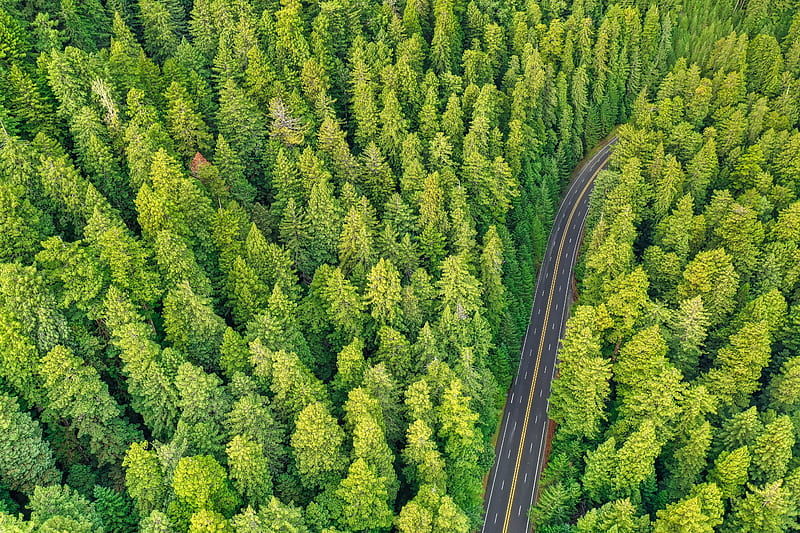 forest, road, aerial view, trees, pines, HD wallpaper